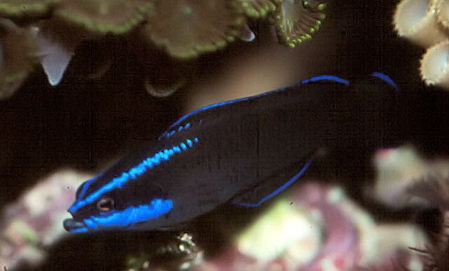 Pseudochromis springeri (Pseudocromide di Springer)